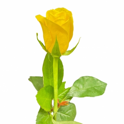 Růže GOLDFINCH