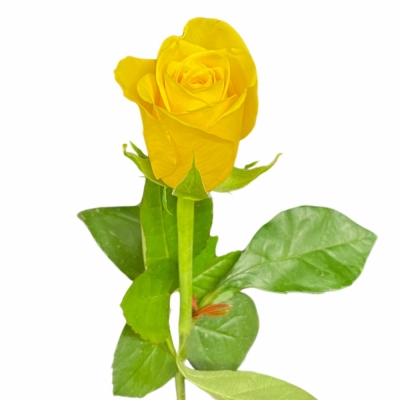 Růže GOLDFINCH