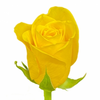 Ruže GOLDFINCH 70cm (XL)