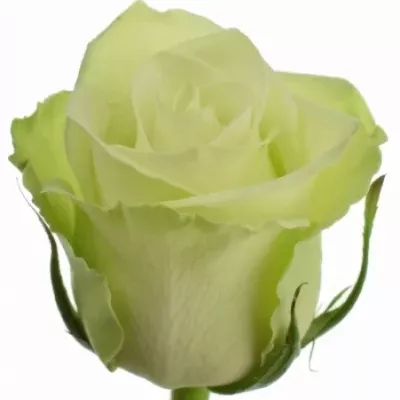 Růže GREEN GENERATION 50cm (L)