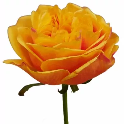 Růže HELIANA ORANGE+ 50cm (L)