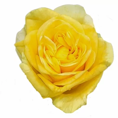 Růže HELIANA YELLOW 50cm (L)