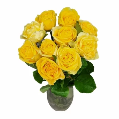 Růže HELIANA YELLOW