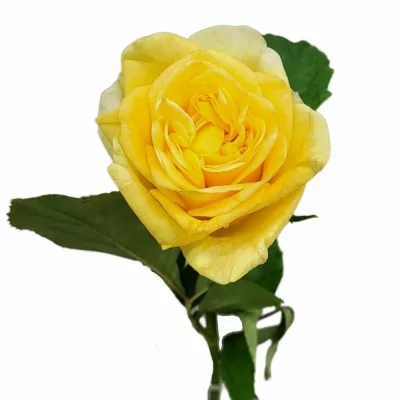 Růže HELIANA YELLOW