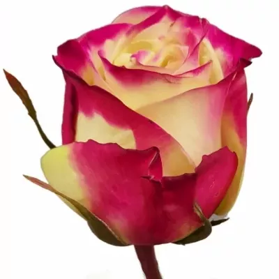 Růže HER MAJESTY 50cm (M)