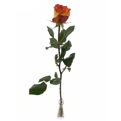 Růže HIGH & MAGIC YELLOW