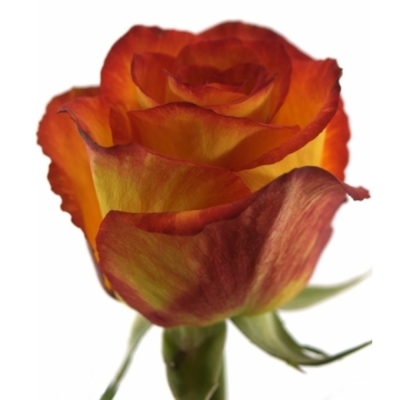 Růže HIGH & MAGIC YELLOW