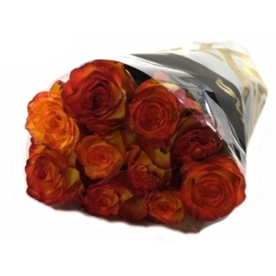 Růže HIGH & MAGIC YELLOW