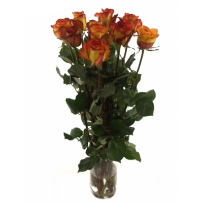 Růže HIGH & MAGIC YELLOW