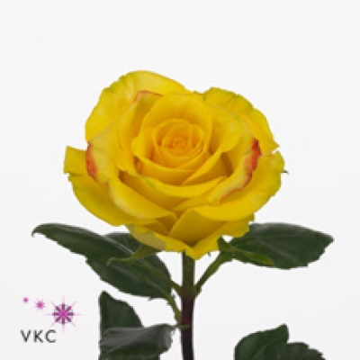 Růže HIGH & MAGIC YELLOW 60 cm (XXL) EQ