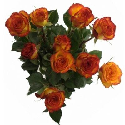 Růže HIGH & MAGIC YELLOW