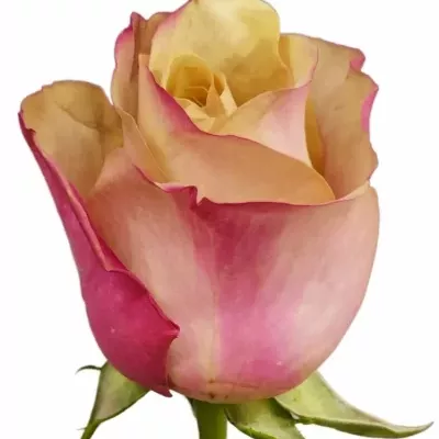 Růže HONEY COLORAMA 50cm (L)