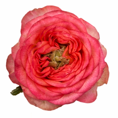 Růžová růže HOUDINI 40cm (XL)