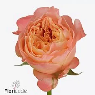 Růže IMAGINE+ 50cm (XL)