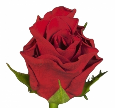 Růže INFRARED 40cm (M)