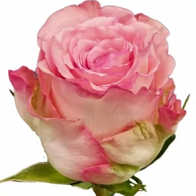 Růže JIVE 50cm (L)