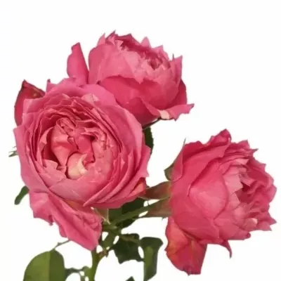 Růže JULIETTA CERISE 40cm/4+