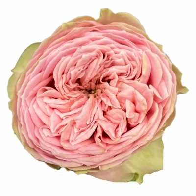 Růže JUST BE! 40cm (XL)