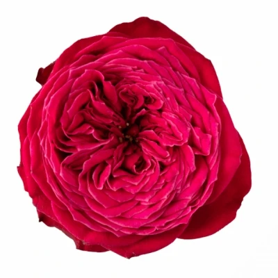 Růže JUST MORE! 40cm (XL)