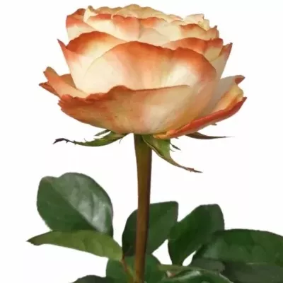 Růže KARMA-BB