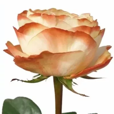 Růže KARMA-BB