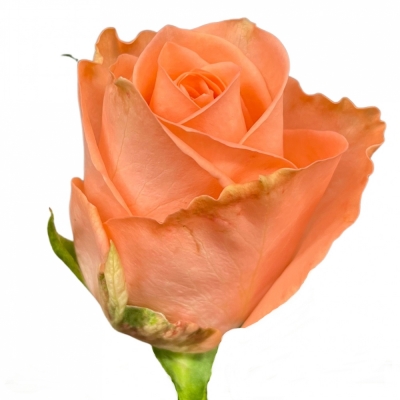 Ruže KISS 2U 60cm (M)