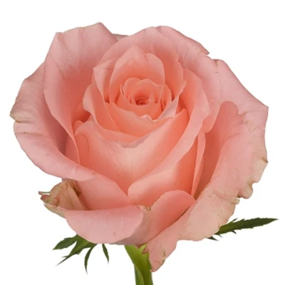 Růže KISS 2U 60cm (M)