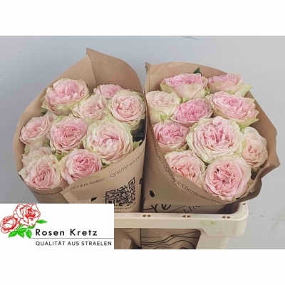 Růže LADY JANE 50 cm (XL)