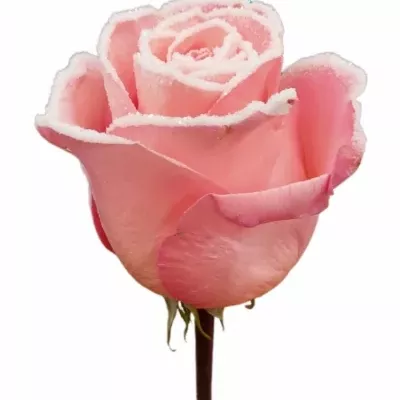 Růže LADY MARGARET FROST 70cm (XL)