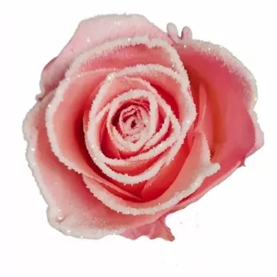 Růže LADY MARGARET FROST