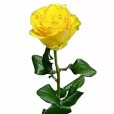 Růže LEMON FINESS 60 cm (L)