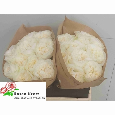 Růže LINCOLN PARK WHITE 40 cm (XL)