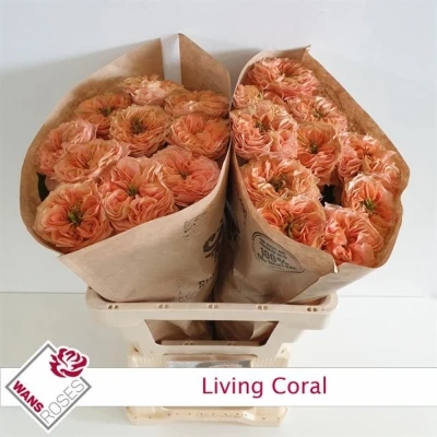 Růže LIVING CORAL