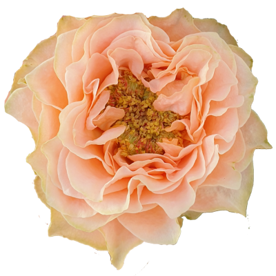 Růže LIVING CORAL 40cm (XL)