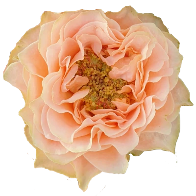 Růže LIVING CORAL 40cm (XL)