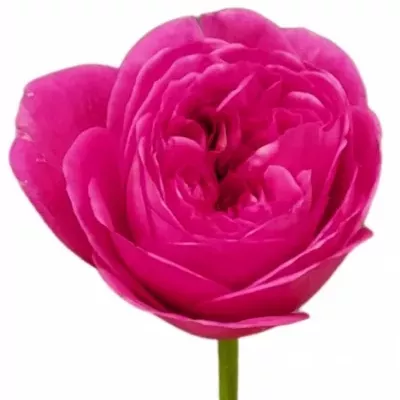Růže LONDON BELL 70cm (XL)