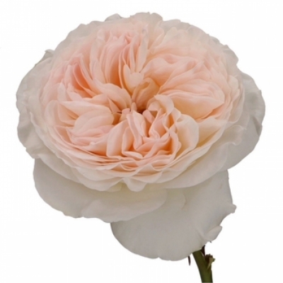 Krémová růže LORENA SUMMERHOUSE 40cm (XXL)