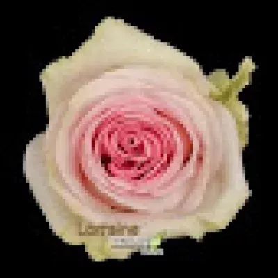 Růže LORRAINE 60cm (M)