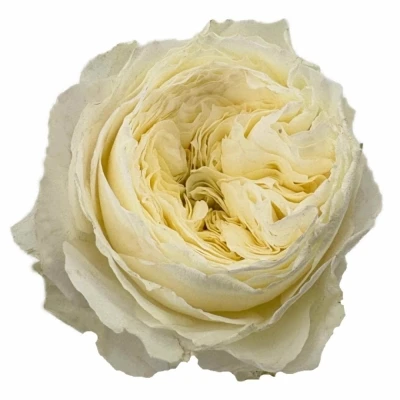 Růže LOTTI+ 40 cm (XL)