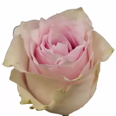 Růže LOVANNA 70cm (L)