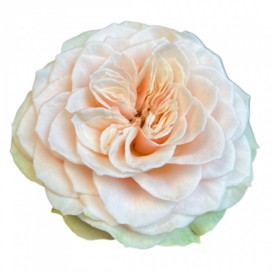 Růže LOVE FOUNTAIN 50cm (XL)