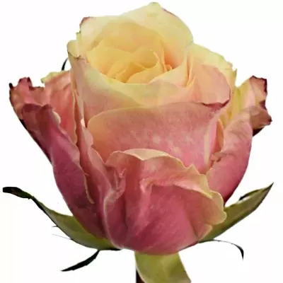 Růže MADISON 50cm (XL)