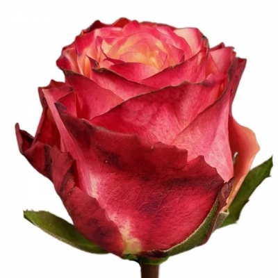Růže MAI TAI 80cm (XXL)