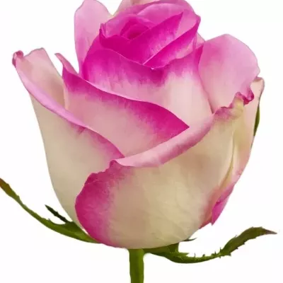 Růže MAKE UP 80cm (XL)