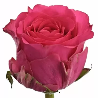 Růže MANAALI