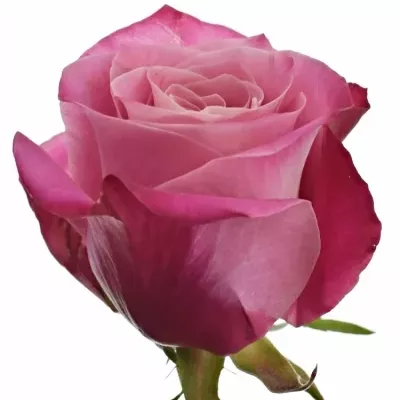 Růže MANSI 40cm (L)