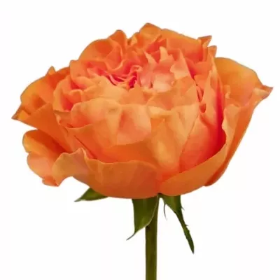 Růže MARIANGELA+ 50cm (L)