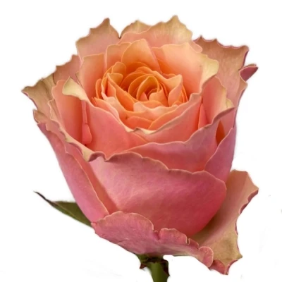 Růže MELANGE 70 cm (XL)