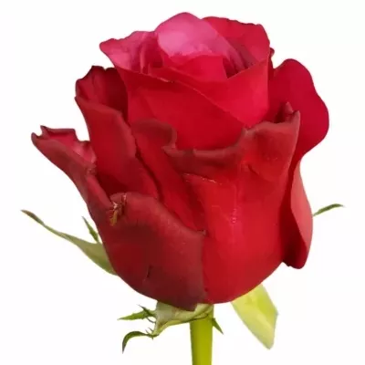 Růže MELI 50cm (L)