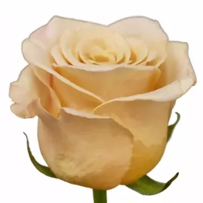 Růže MILLARAY! 50cm (L)